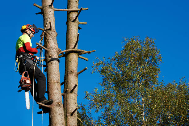 Tree Removal Atalissa IA
