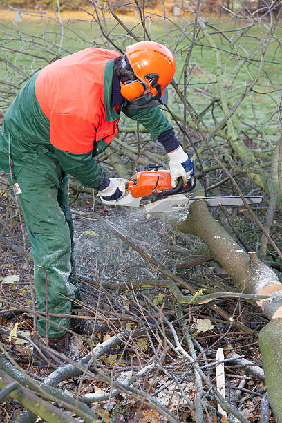 Tree Removal Clarence IA