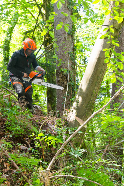 Tree Removal Columbus Junction IA
