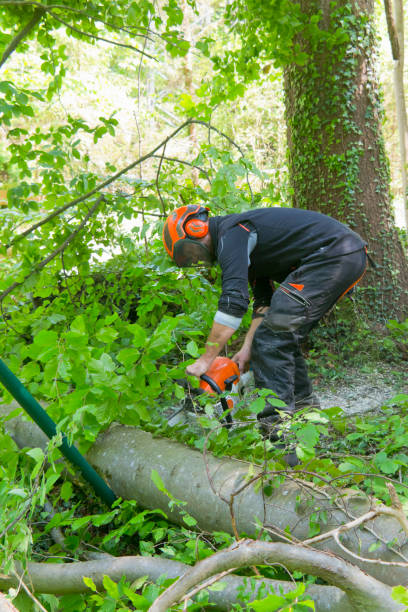 Tree Removal Conesville IA