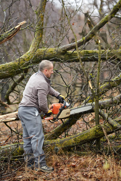 Tree Removal Coralville IA