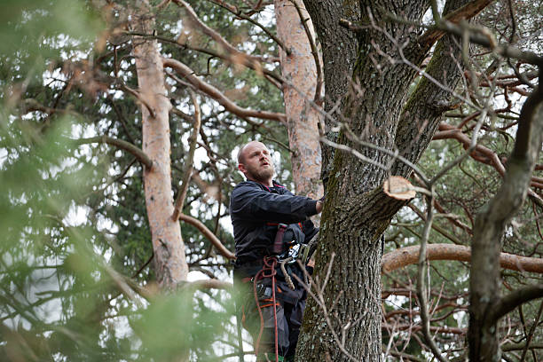 Tree Removal Ely IA