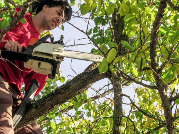 Tree Removal Hiawatha IA