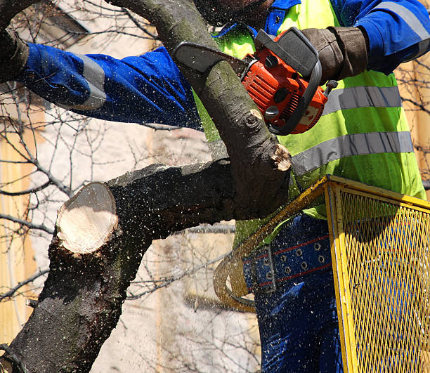 Tree Removal Hills IA