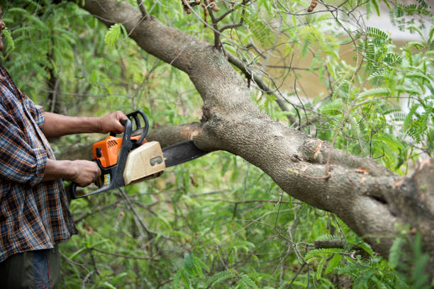 Tree Removal Keota IA