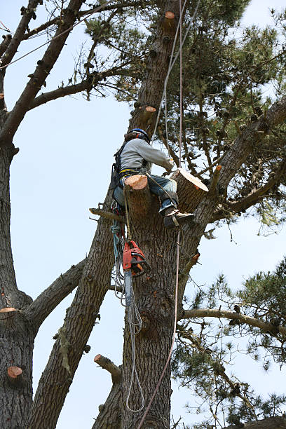 Tree Removal Letts IA