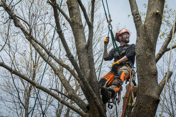 Tree Removal Lisbon IA