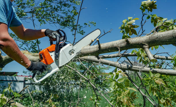 Tree Removal Lone Tree IA