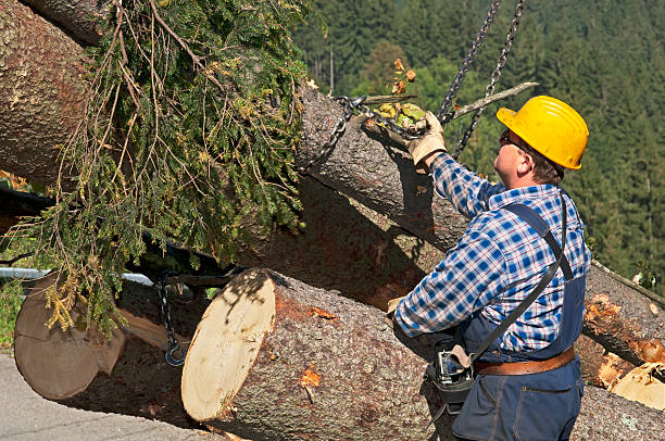 Tree Removal Lowden IA