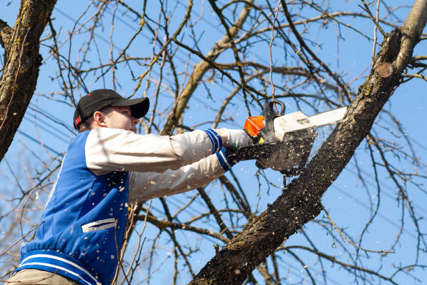Tree Removal Marion IA