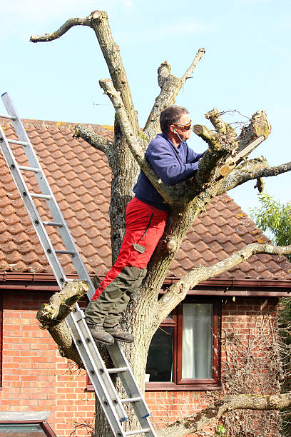 Tree Removal Mechanicsville IA
