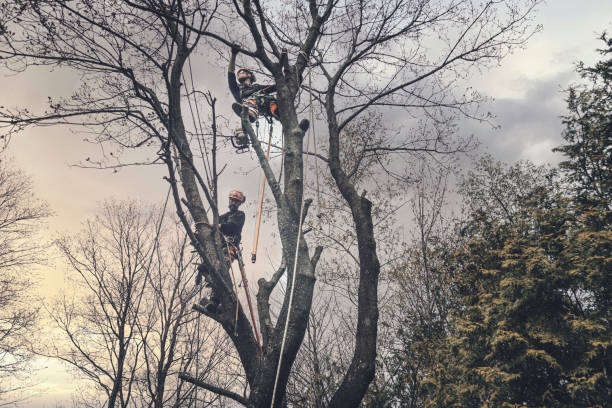 Tree Removal Mount Vernon IA