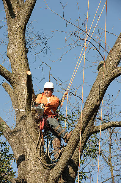 Tree Removal Tiffin IA