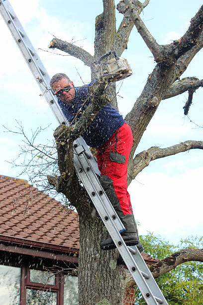 Tree Removal Olin IA