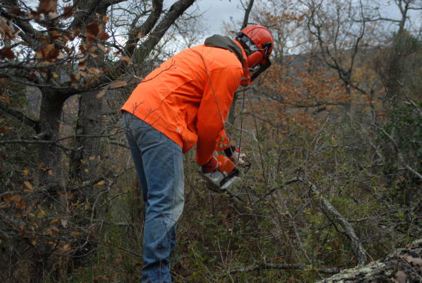 Tree Removal Oxford IA