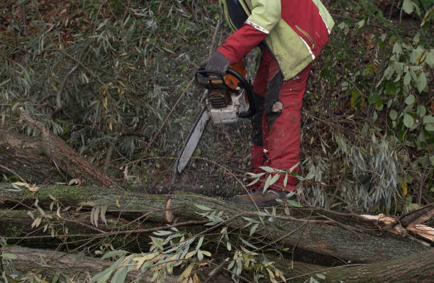 Tree Removal Parnell IA
