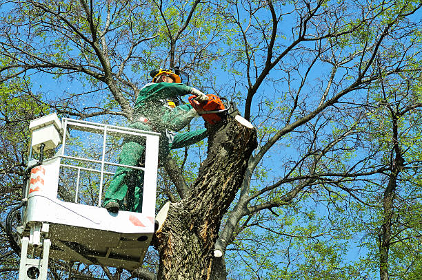 Tree Removal Riverside IA