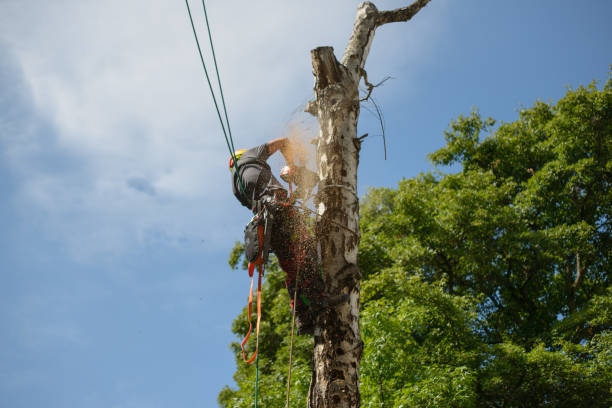 Tree Removal Robins IA