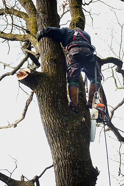 Tree Removal Shueyville IA