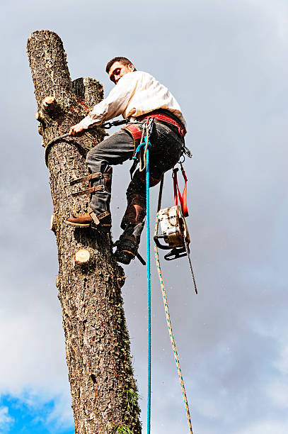 Tree Removal Solon IA
