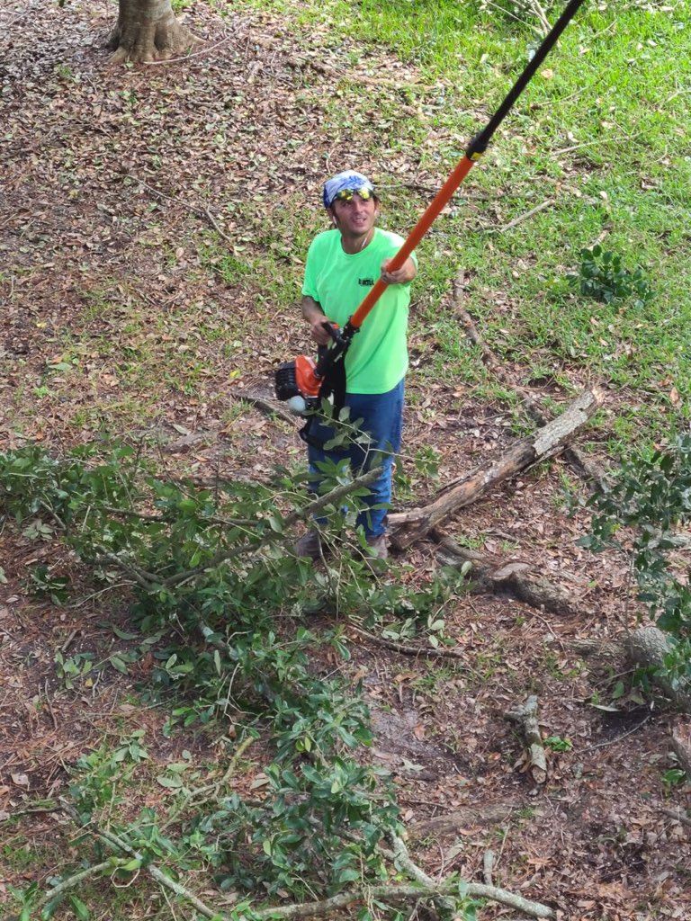 Tree Removal South Amana IA