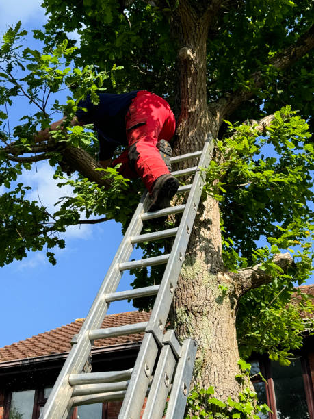 Tree Removal Springville IA