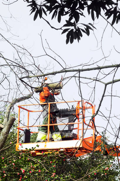 Tree Removal Tipton IA