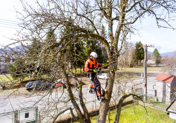 Tree Removal University Heights IA