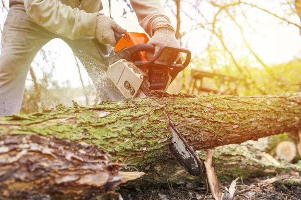 Tree Removal Washington IA