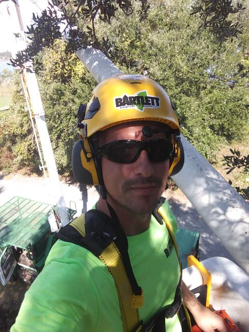 Tree Removal West Amana IA