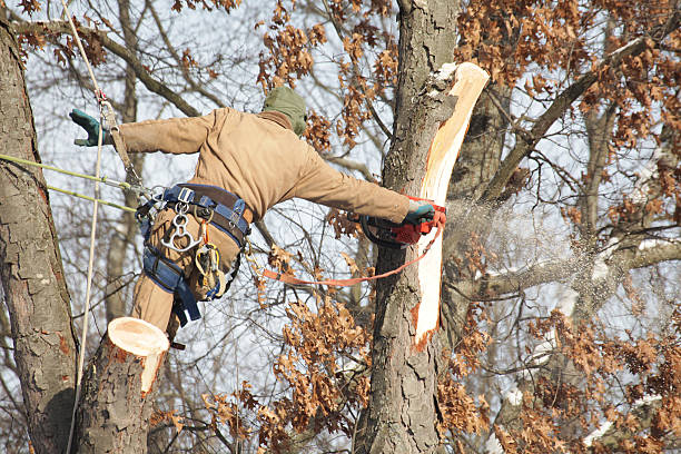 Tree Removal West Liberty IA
