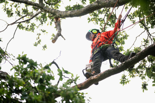 Tree Removal Wilton IA