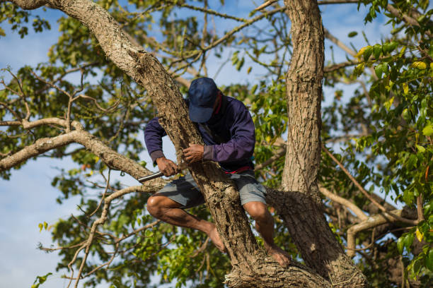 Tree Removal Wyoming IA