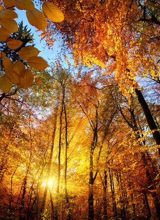 Tree Service Atalissa IA