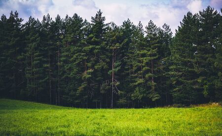 Tree Service Brighton IA