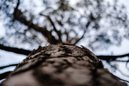 Tree Service Clarence IA