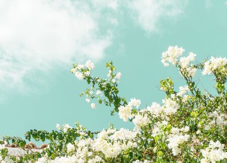 Tree Service Conesville IA