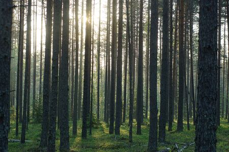 Tree Service Ely IA