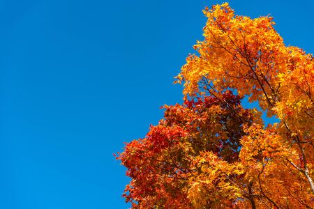 Tree Service Fairfax IA