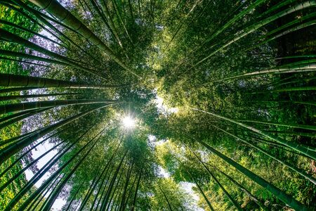 Tree Service Hiawatha IA