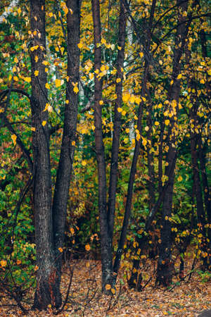 Tree Service Hills IA