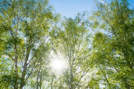Tree Service Keota IA