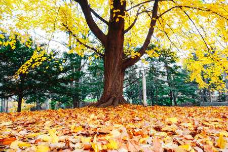 Tree Service Lisbon IA