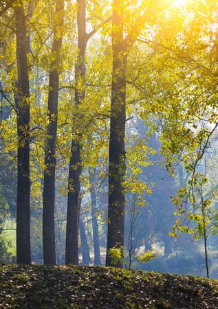 Tree Service Lowden IA