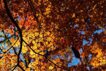 Tree Service Marion IA