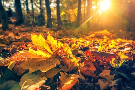 Tree Service Mechanicsville IA