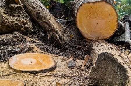 Tree Service Mount Vernon IA