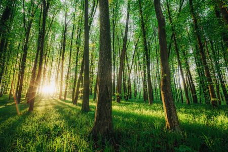 Tree Service Oxford IA