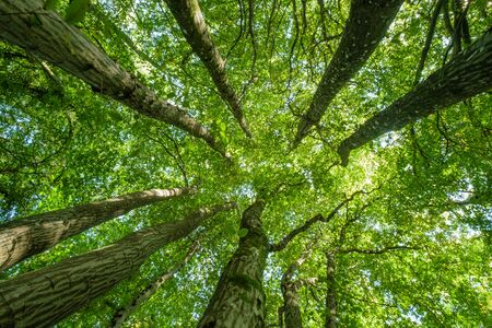 Tree Service Riverside IA