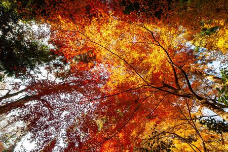 Tree Service Robins IA